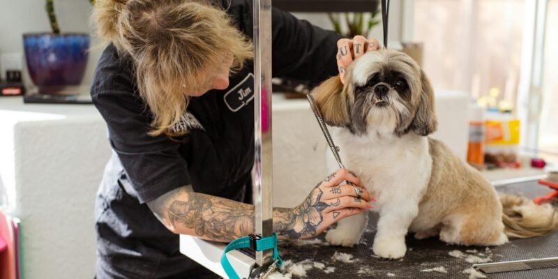 beverly danvers pet groomers — How Beverly and Danvers Pet Groomers Can Capture